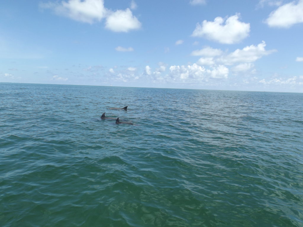 Dolphins breaching in the Caribbean Sea near Caye Caulker.  Image captured by NotYetTravel.com 2023.  Property of NotYetTravel.com 2023. 