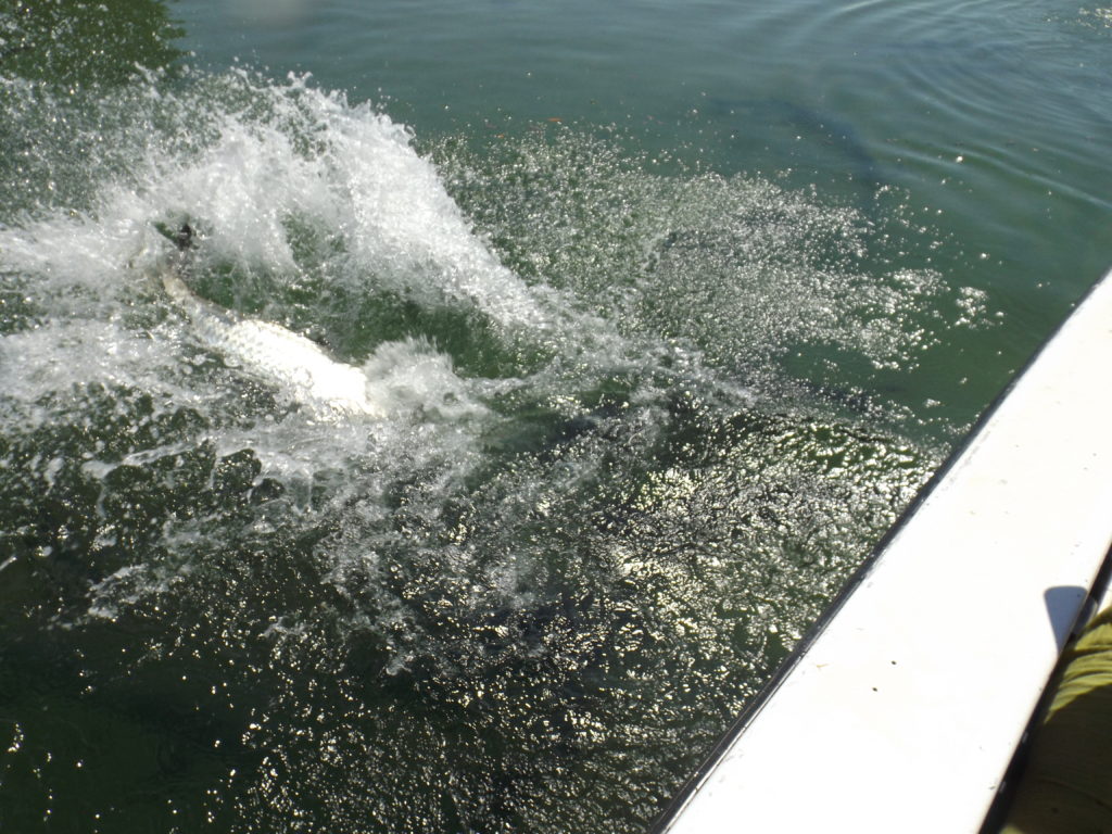 Tarpon splashing back into water.  Image Captured by NotYetTravel.com 2023.  Property of NotYetTravel.com 2023.  