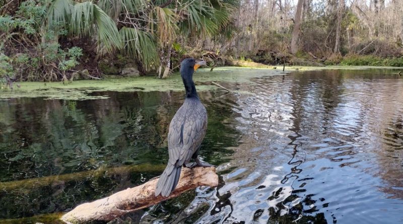 Bird at the spring. Is it Anhinga or Cormorant?