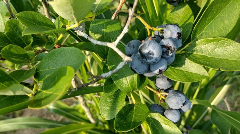 Juicy organic blueberries at Highland Berry Farm in middle Tennessee. Property of NotYetTravel.com 2023.