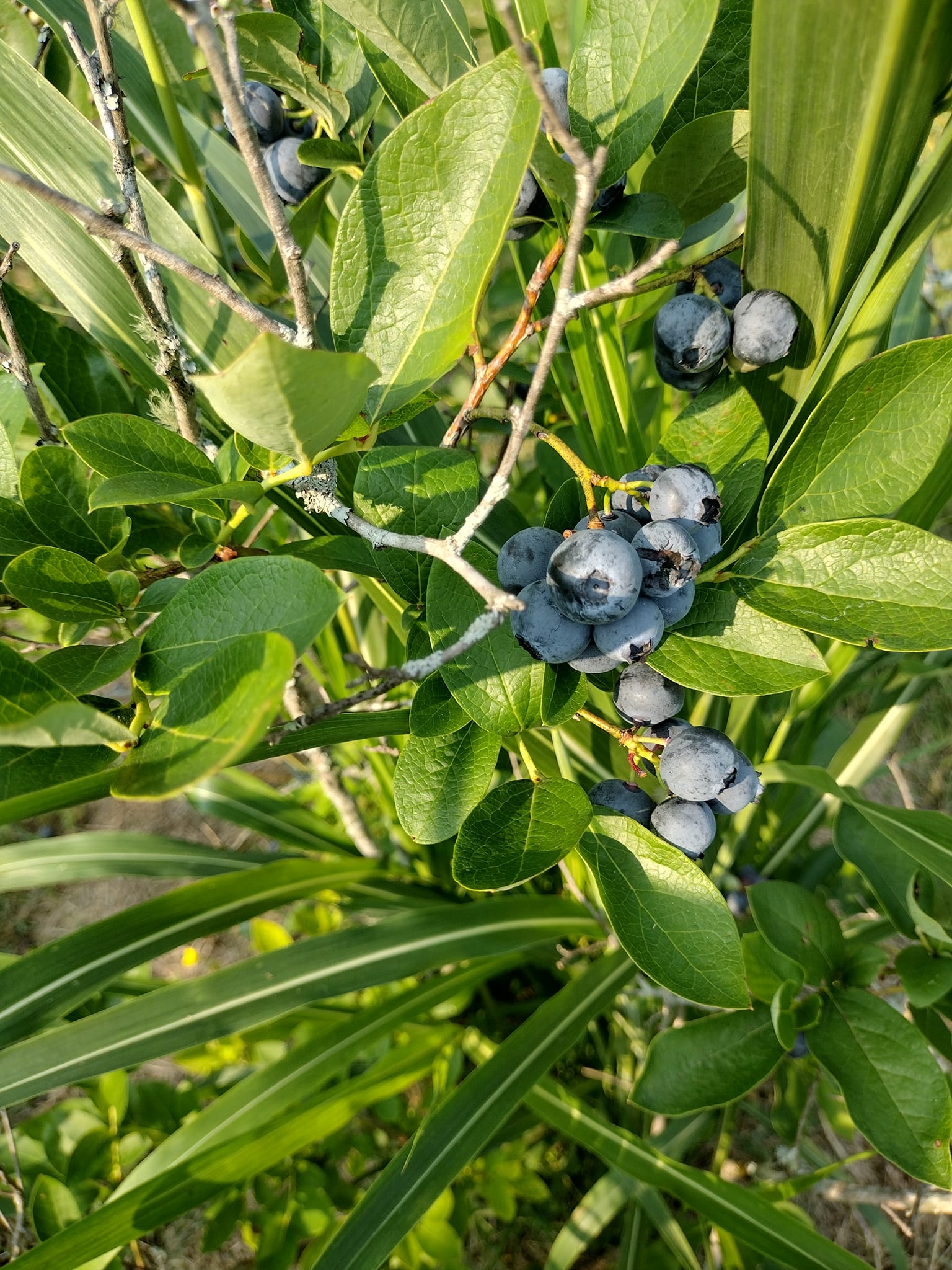 Did you know that you can pick your own organic blueberries in Tennessee? 